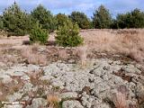 groote heide 2022